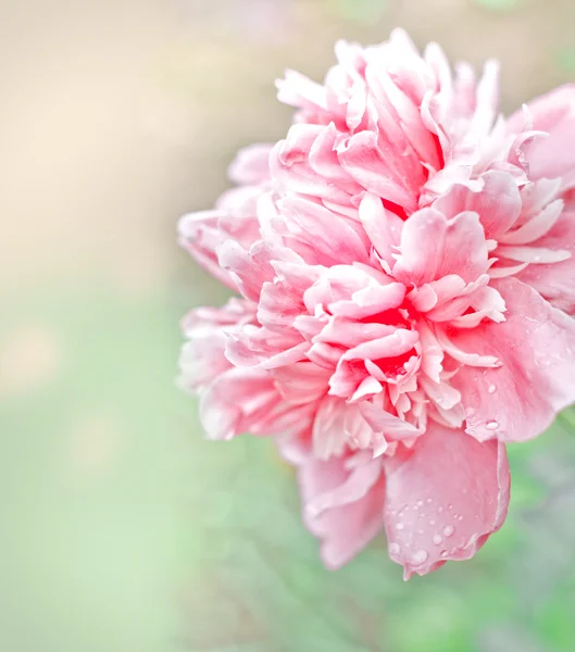 모란 꽃 — 스톡 사진