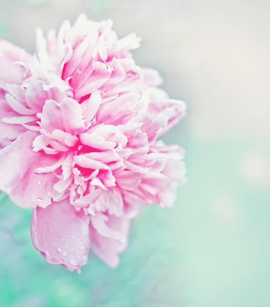 Flor de peónia — Fotografia de Stock