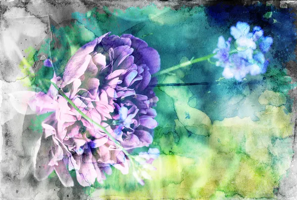 紫牡丹 — 图库照片