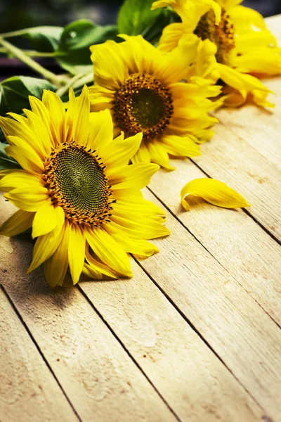 Textura de girasoles amarillos — Foto de Stock