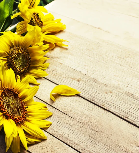 Fondo de girasoles — Foto de Stock