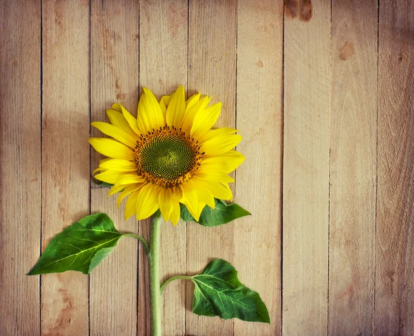 Gelbe Sonnenblume — Stockfoto