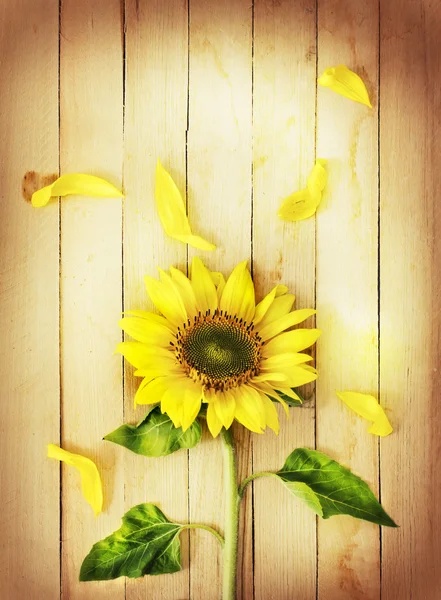 Girasole giallo — Foto Stock