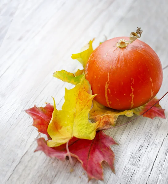 Citrouille et feuilles d'automne — Photo