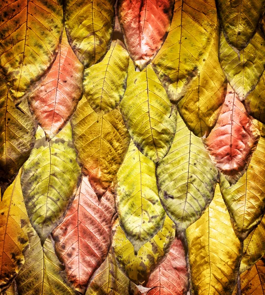 Chute automne feuilles fond — Photo