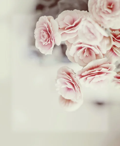 Rózsaszín rózsák — Stock Fotó