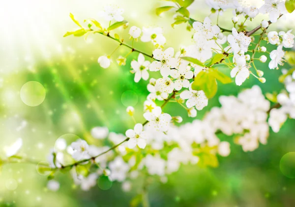 Cherry blossoms — Stock Photo, Image