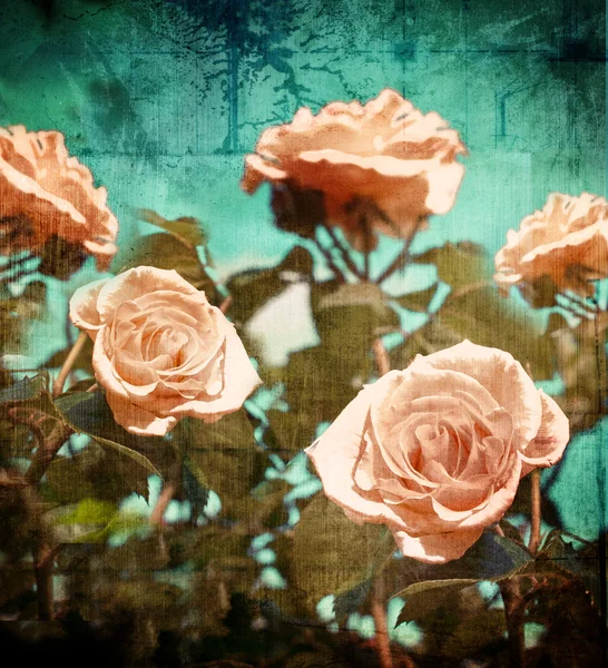 Béžové růže — Stock fotografie