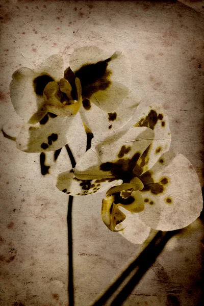 Vintage orchideeën — Stockfoto