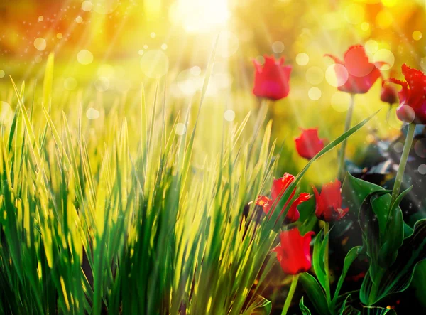 Rode tulpen in gras — Stockfoto