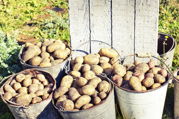 Harvested potatoes — Stock Photo, Image