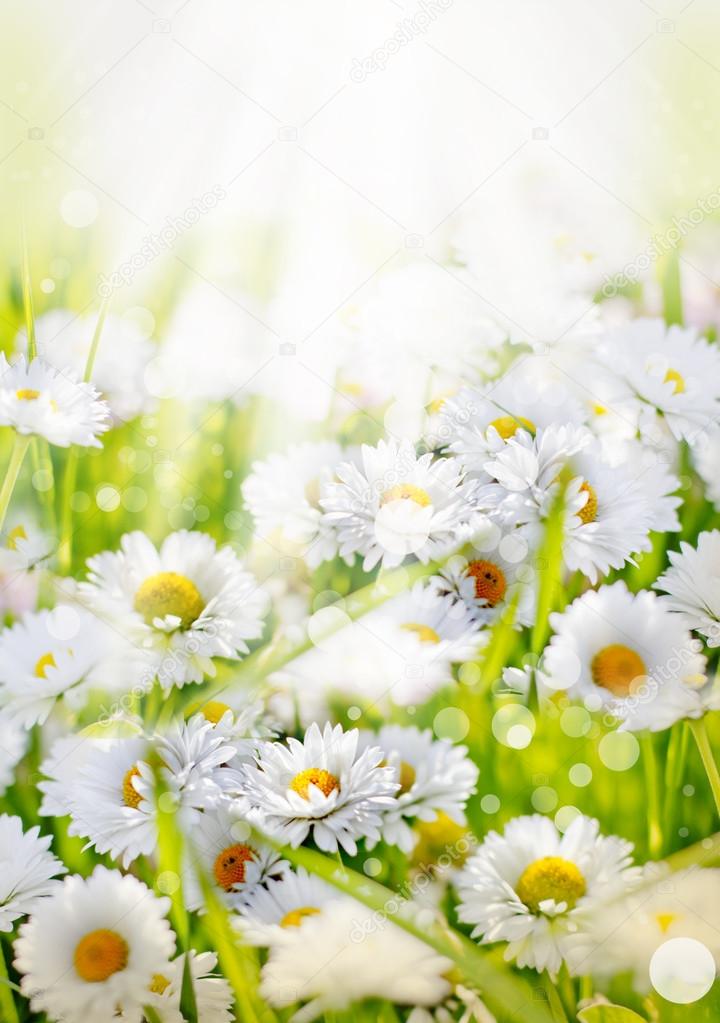 White daisy flowers background