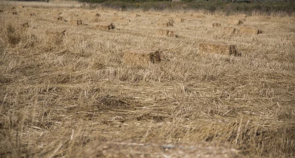 Wheat harvest, fields and landscapes — Stock Photo, Image