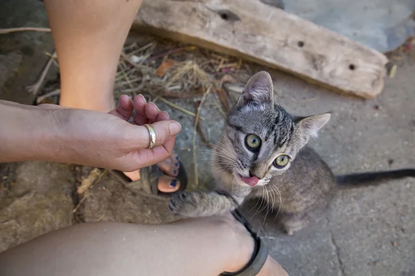 El ile oynarken tabby yavru kedi — Stok fotoğraf