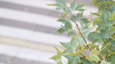 karşıdan karşıya geçerken