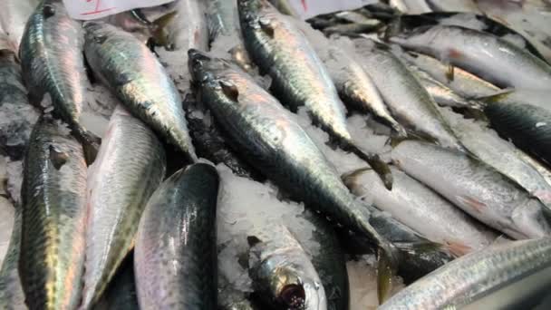 Mackerel in the market — Stock Video