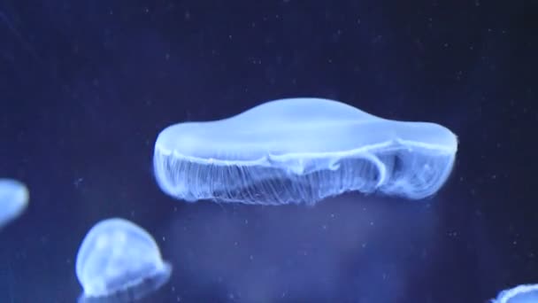 Медуза — стоковое видео