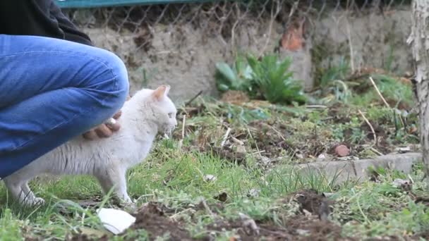 Cuidado del gato — Vídeos de Stock