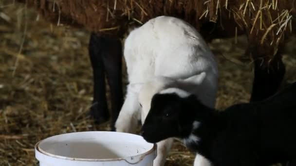 Bebé cordero alimentación — Vídeo de stock