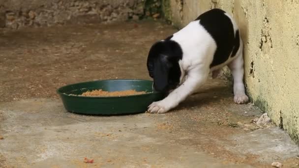 Pointer puppy eating — Stock Video