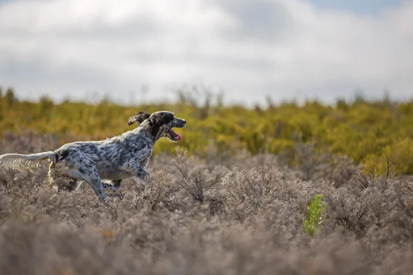 Dark setter running — Stock Photo, Image