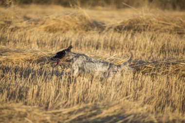 İngiliz setter yan görünüm