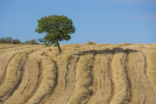 Panen gandum, ladang dan pemandangan — Stok Foto