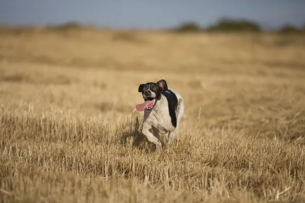 Front view of pointer running — Stock Photo, Image