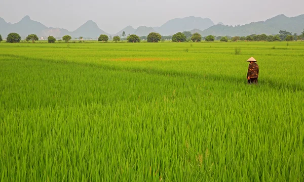 Rice plantation and man — Stock Photo, Image