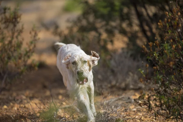 Setter running # 3 — стоковое фото