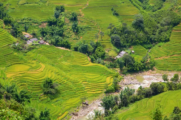 Plantação de arroz — Fotografia de Stock