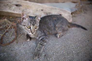 Tabby yavru kedi klasik portre