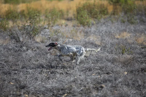 Donkere setter uitgevoerd over verbrande grond — Stockfoto