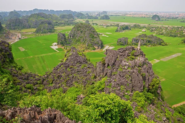 Rice plantations — Stock Photo, Image