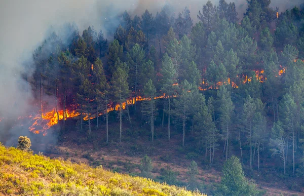 Feu dans la forêt — Photo