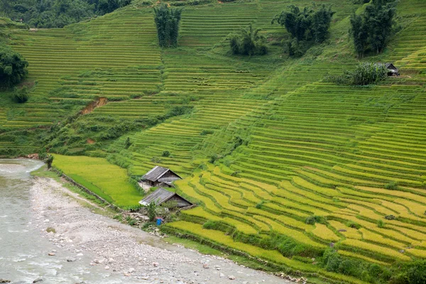 Рисовая плантация — стоковое фото
