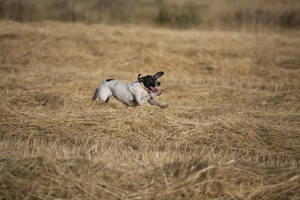 Side view of pointer running — Stock Photo, Image