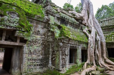 olarak ta prohm, angkor wat ağaçlar