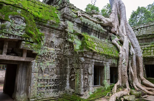 Stromy v ta prohm, angkor wat — Stock fotografie