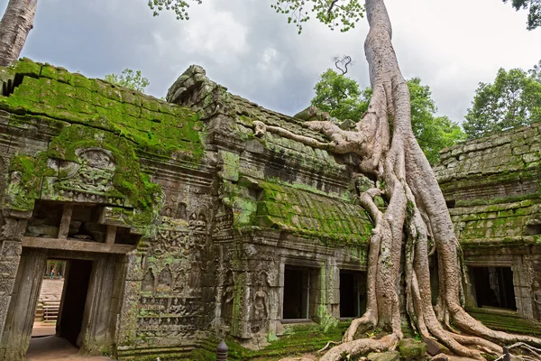 Arbres en Ta Prohm, Angkor Wat — Photo