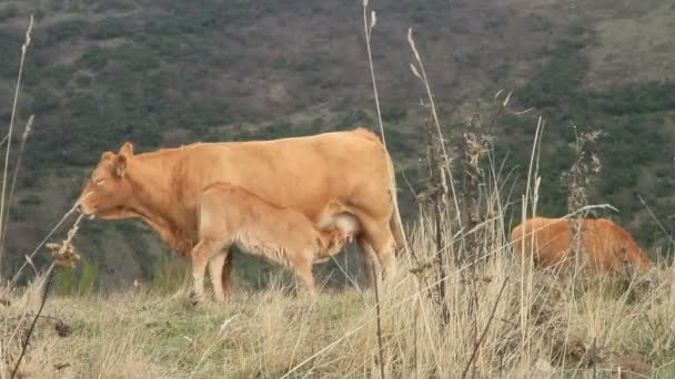 Vache et veau — Video