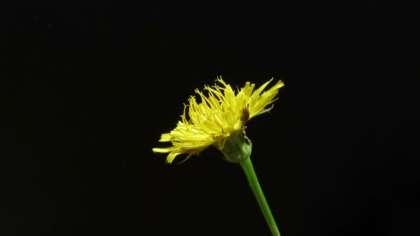 Taraxacum officinale — Wideo stockowe