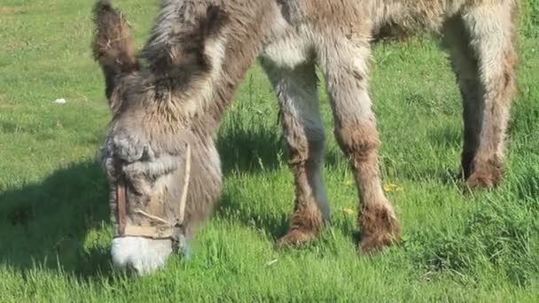Donkey grazing — Stock Video