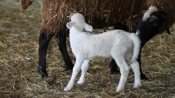 Baby lamb feeding — Stock Video