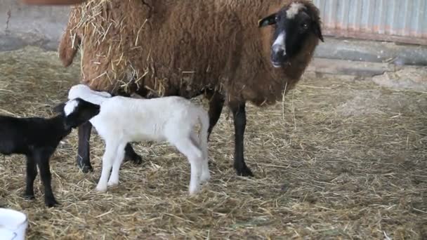 Baby lamb feeding — Stok video