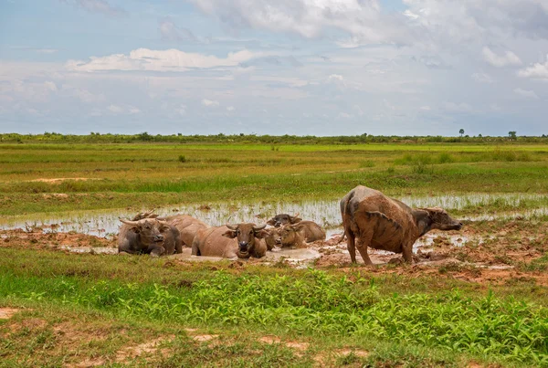 Búfalos de agua — Foto de Stock