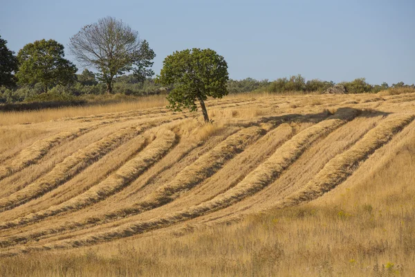 Урожай пшеницы, поля и ландшафты — стоковое фото
