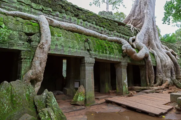 Stromy v ta prohm, angkor wat — Stock fotografie