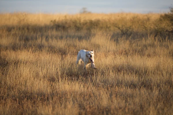 Vista frontal de english setter —  Fotos de Stock