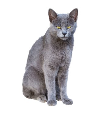 Chartreux kedi
